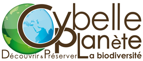 Logo cybelle planete