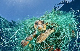 Turtle caught in net 2